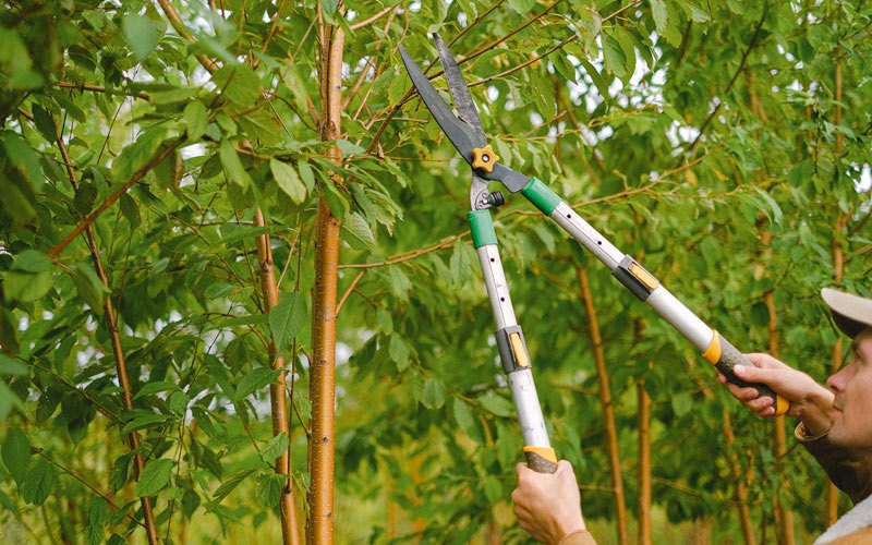 Tree trimming in Fallston, NC